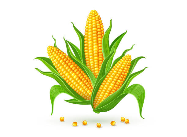 corn- Popcorn
