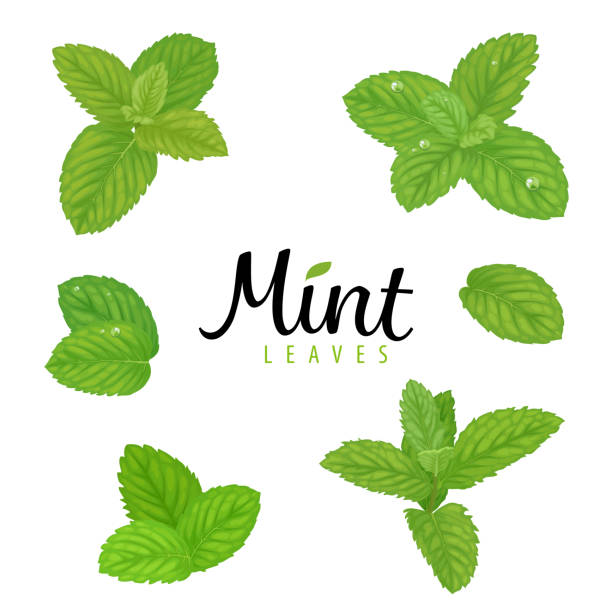 mint- Peppermint