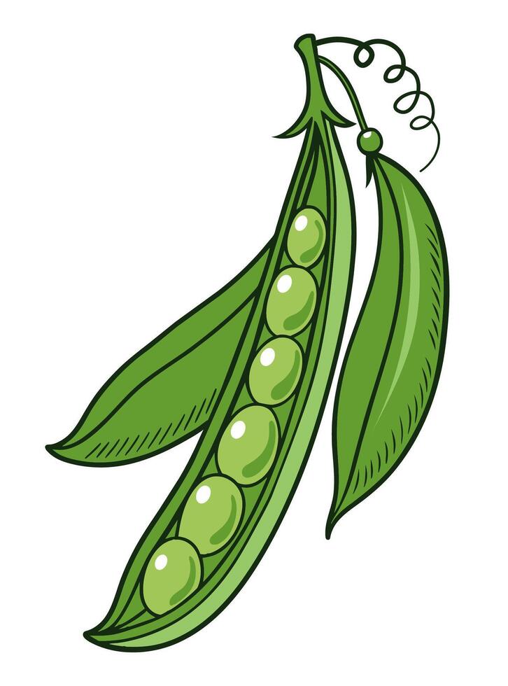 Pea