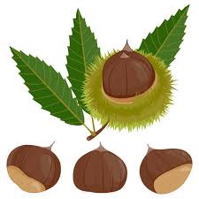 chestnut